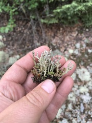Cladonia multiformis