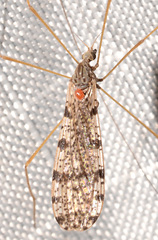 Limnophila fuscovaria