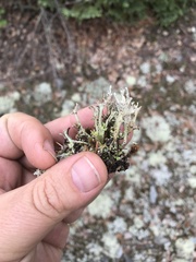 Cladonia multiformis