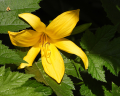 Hemerocallis middendorffii