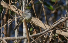 Serpophaga griseicapilla