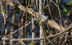 Serpophaga griseicapilla