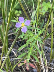 Rhexia cubensis