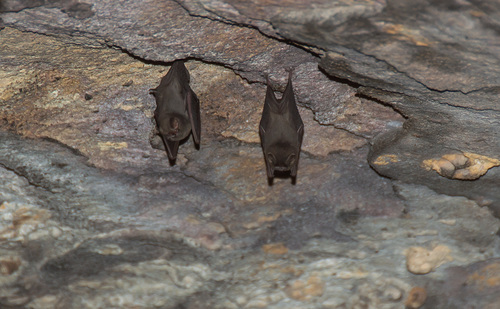 Thumbless Bat
