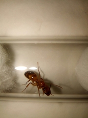 Camponotus conspicuus