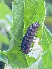 Vanessa virginiensis