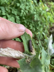 Vanessa virginiensis