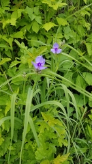 Tradescantia bracteata