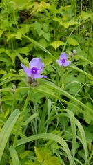 Tradescantia bracteata