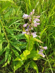 Penstemon calycosus