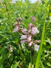 Penstemon calycosus