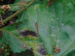 Tetragnatha