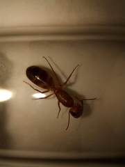 Camponotus conspicuus
