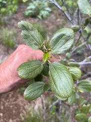 Ceanothus velutinus velutinus