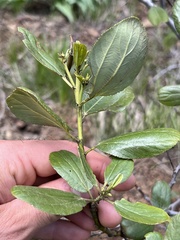 Ceanothus velutinus velutinus