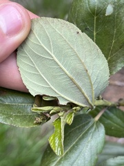 Ceanothus velutinus velutinus