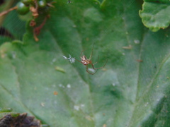 Tetragnatha