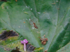 Tetragnatha