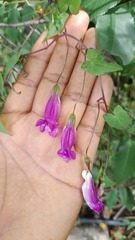 Maurandya scandens