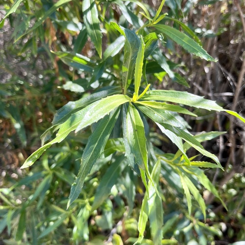 iNaturalist observation photo of mule fat