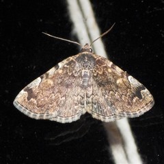 Idia majoralis
