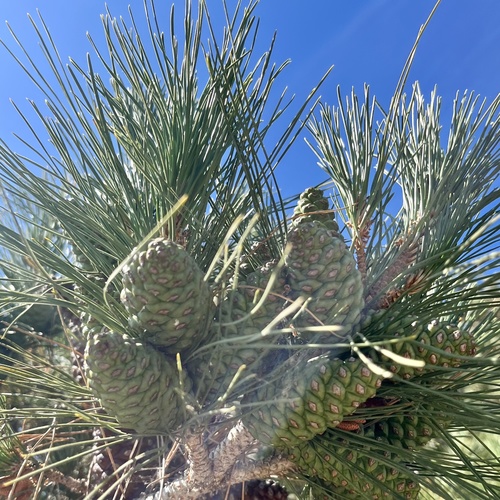 iNaturalist observation photo of Aleppo pine