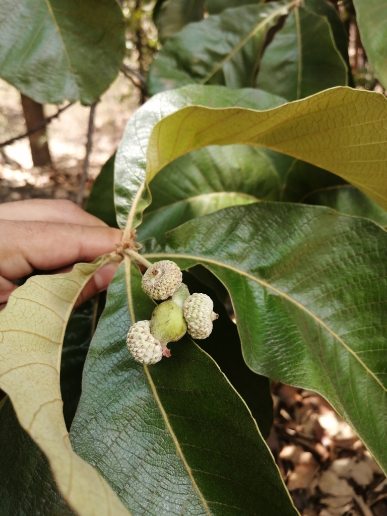 Quercus magnoliifolia