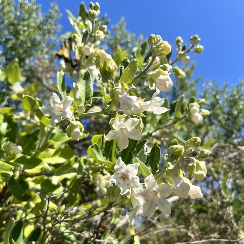 iNaturalist observation photo of Moth Vine