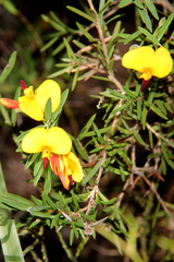 Bossiaea heterophylla