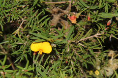 Bossiaea heterophylla