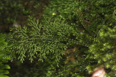 Hymenophyllum flexuosum