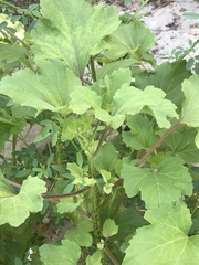 Xanthium strumarium