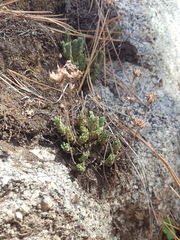 Sedum cockerellii