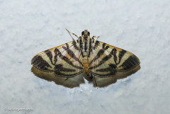 Spilomela discordens
