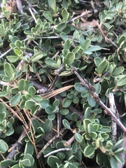 Ceanothus fresnensis
