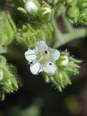 Phacelia rupestris