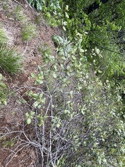 Ceanothus velutinus velutinus