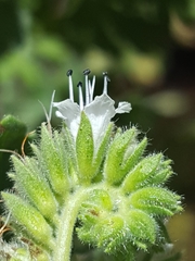 Phacelia rupestris