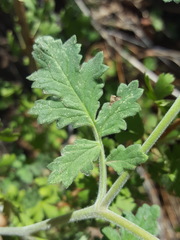 Phacelia rupestris