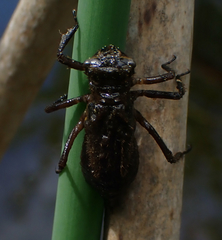 Libellula quadrimaculata