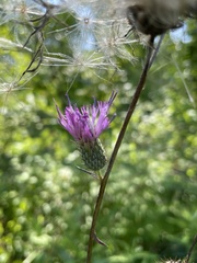 Cirsium carolinianum