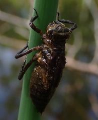 Libellula quadrimaculata