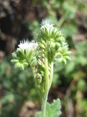 Phacelia rupestris
