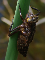 Libellula quadrimaculata
