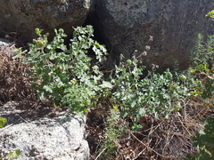 Phacelia rupestris
