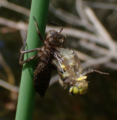 Libellula quadrimaculata