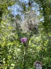 Cirsium carolinianum