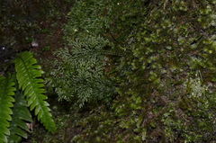 Hymenophyllum flexuosum