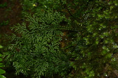 Hymenophyllum flexuosum