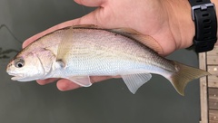 Genyonemus lineatus